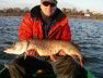 Szczupak 98 cm, Jezioro Głuchowo - 11.11.2008